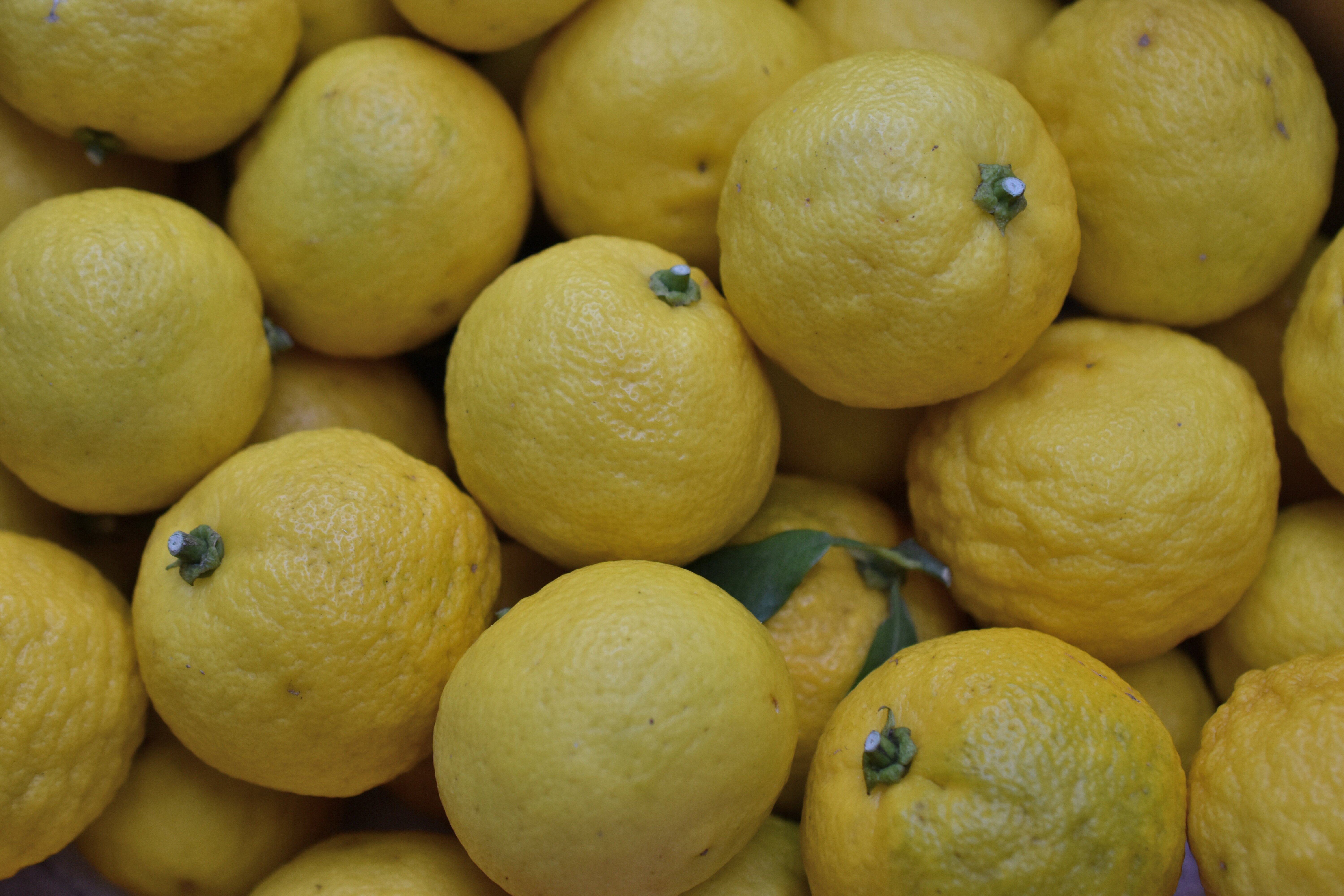 Yuzu Lemon yuzu-lemon